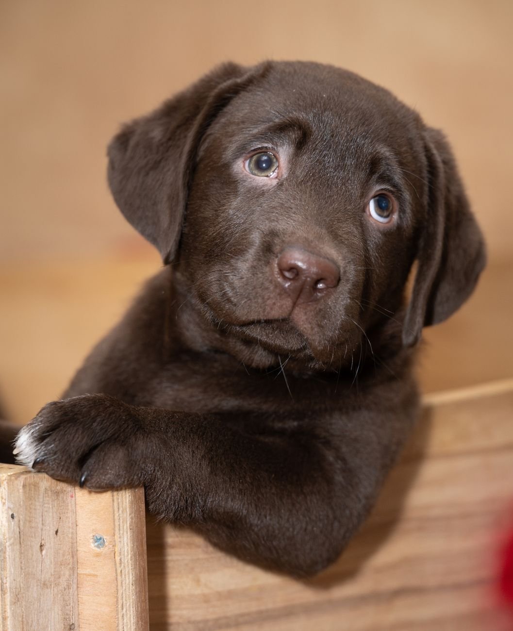 A puppy resting in a crate with a soft blanket