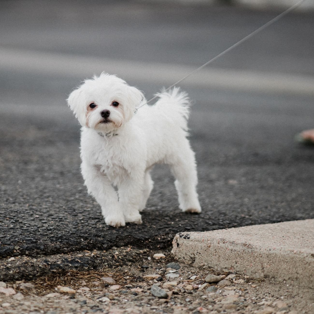 A puppy on a leash walking outside with its owner
