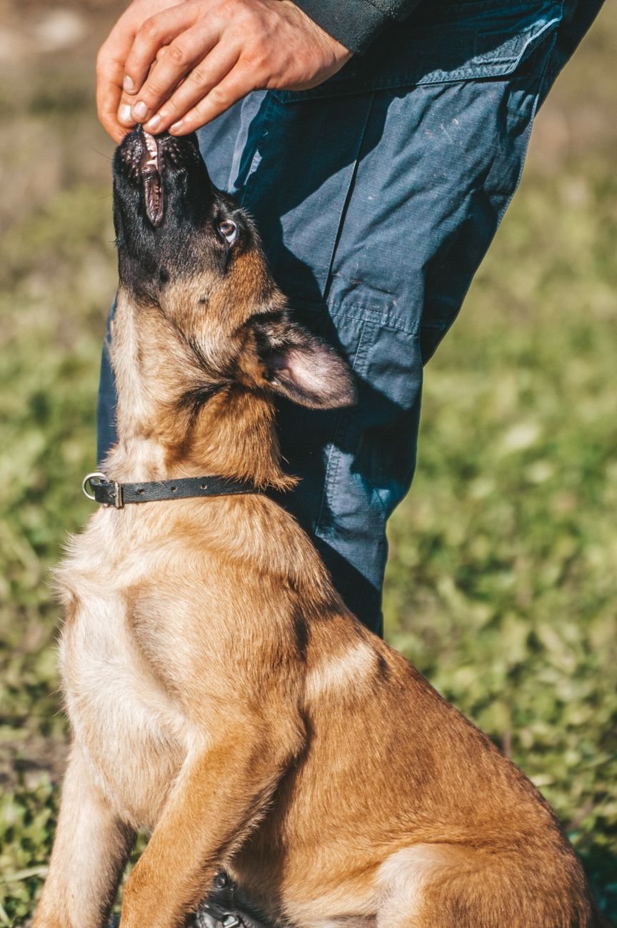 A person giving a puppy a small treat as a reward