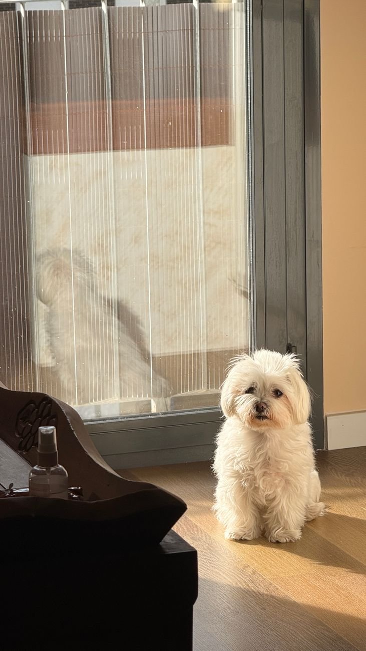 A puppy sitting by the back door waiting to go out