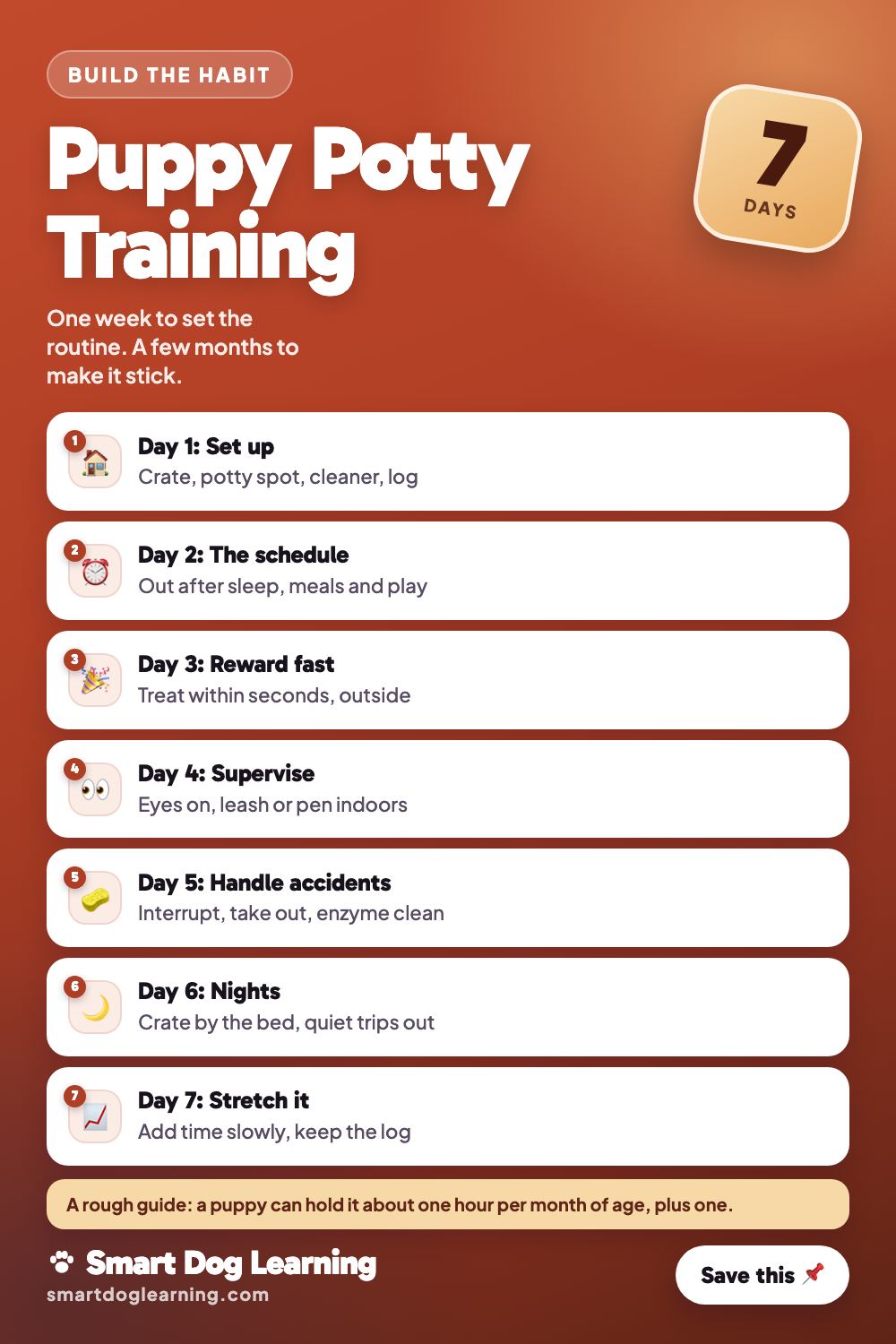 Potty Training a Puppy in 7 Days: A Realistic Plan