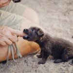Puppy Biting: How to Stop It Without Punishment