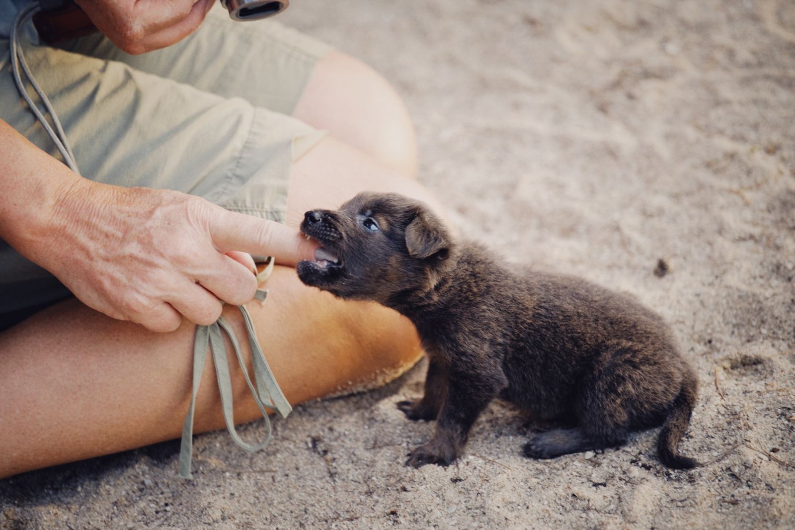 A playful puppy gently mouthing a person's hand on the floor