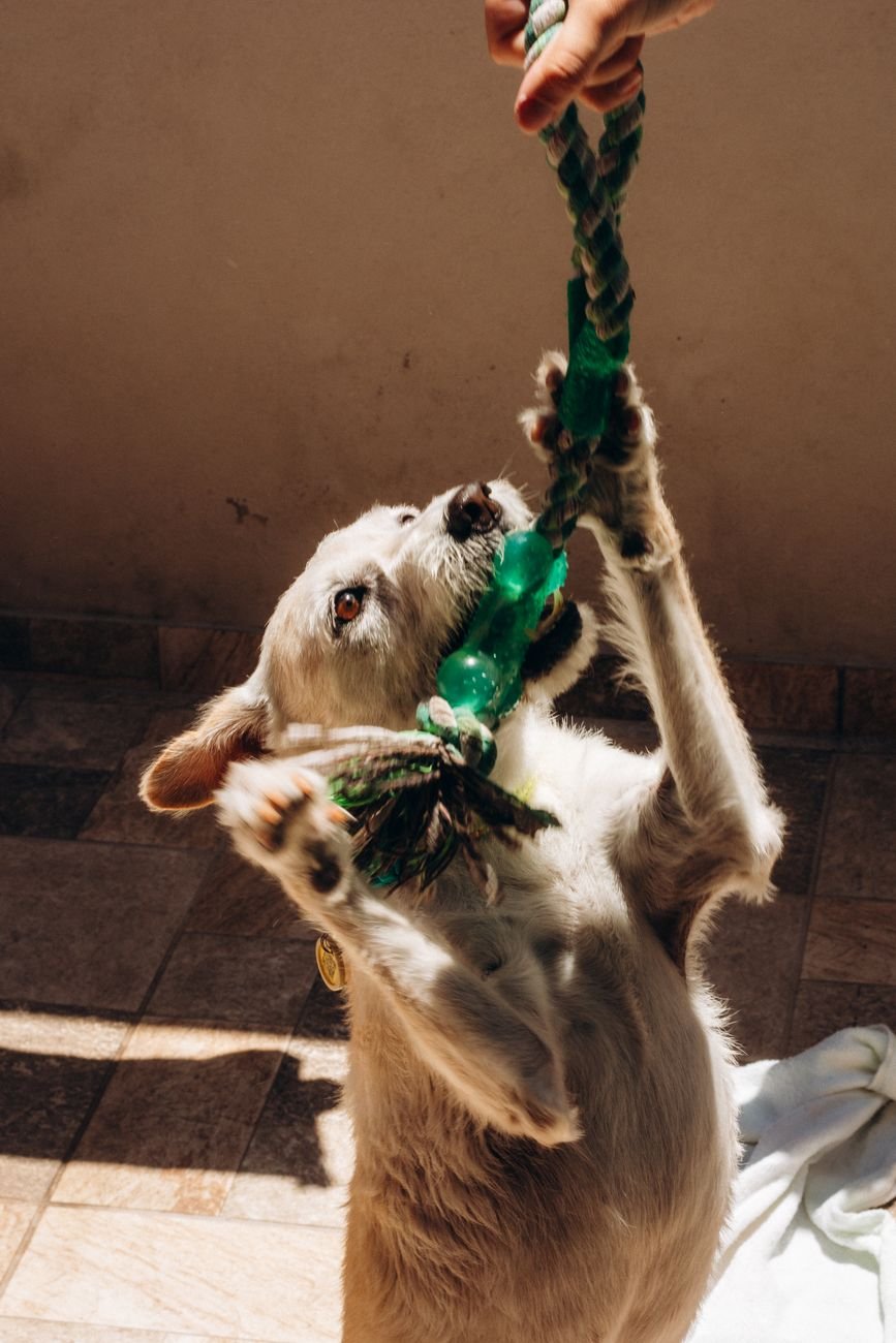 A young puppy chewing on a rope toy
