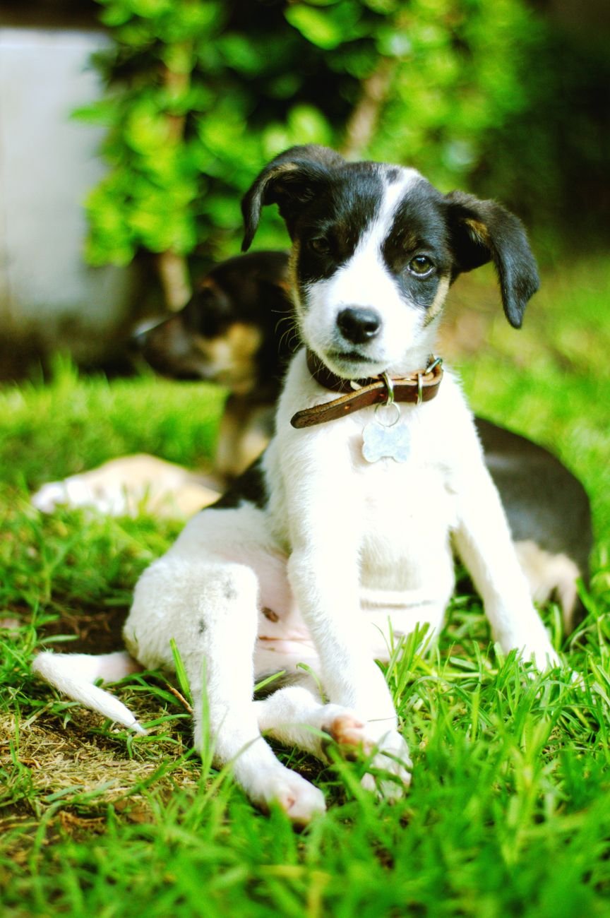 Two puppies play-wrestling on the grass