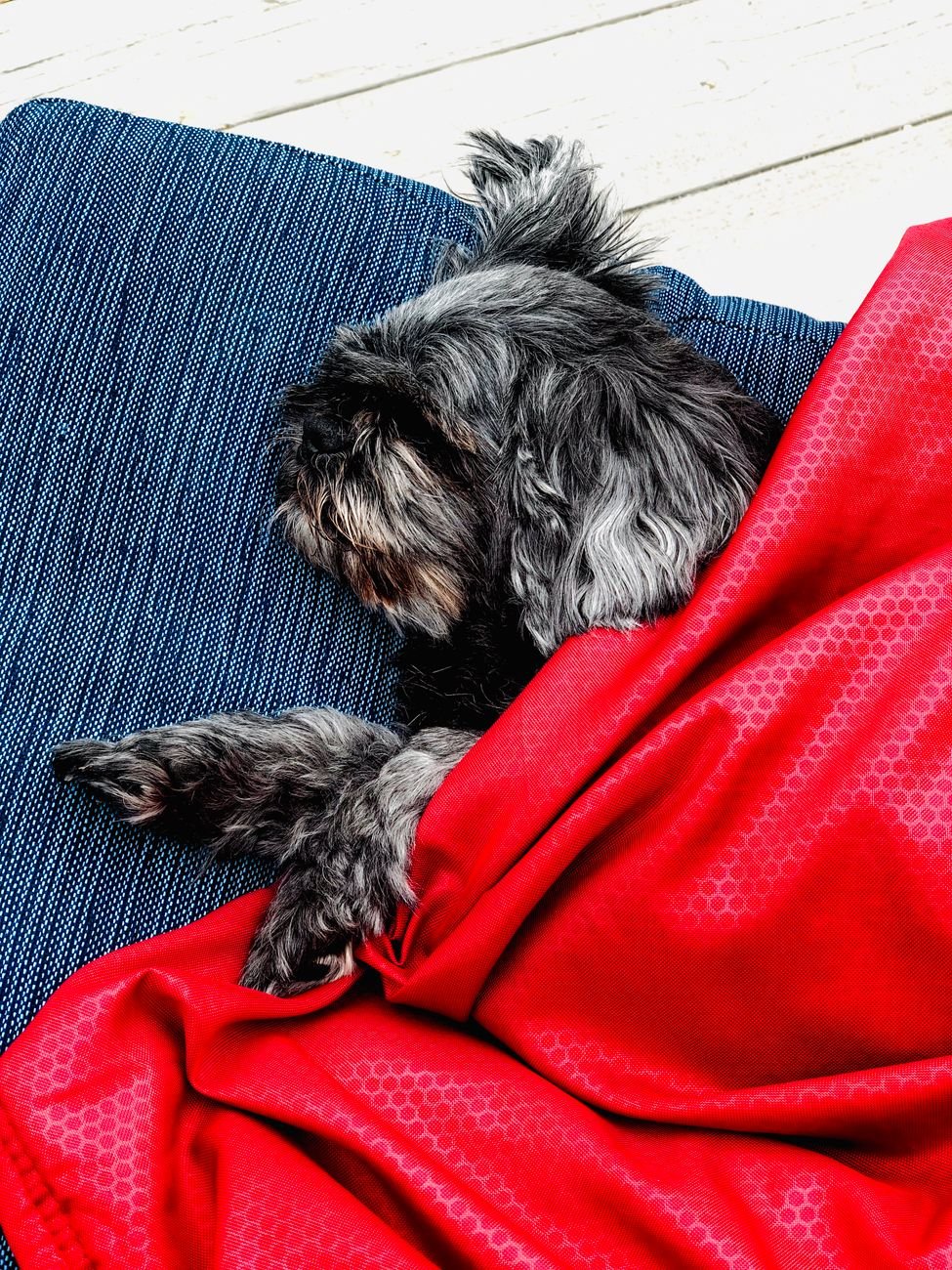 A sleepy puppy napping on a soft bed
