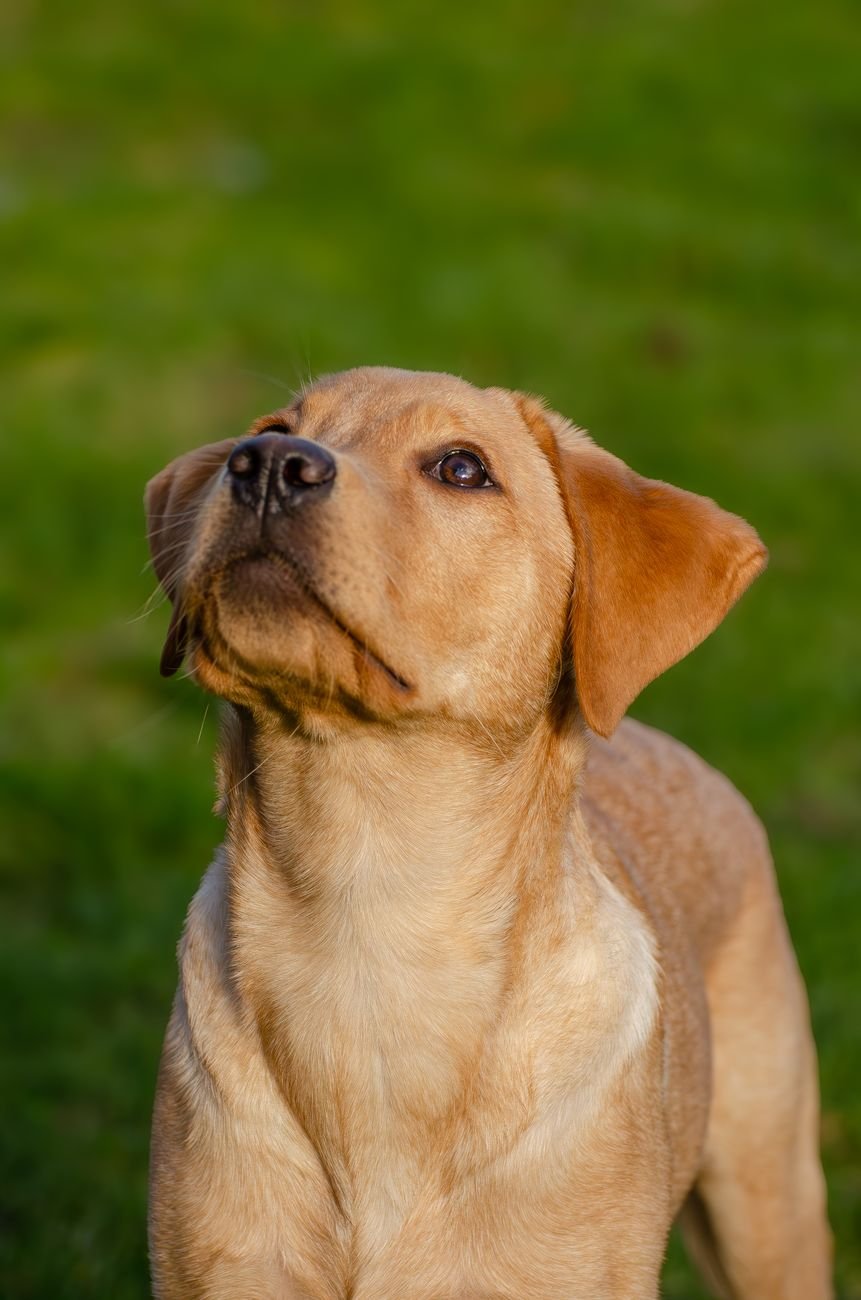 A puppy sitting and looking up for a treat