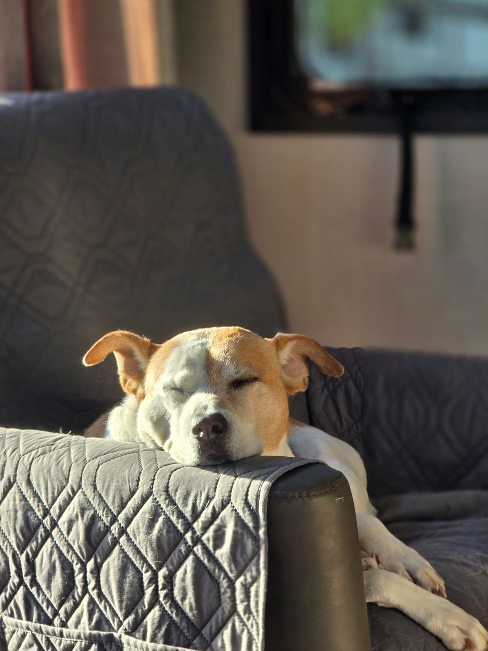 A calm puppy relaxing next to its owner on the couch