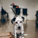 Puppy Essentials: What You Really Need (and What You Don’t)