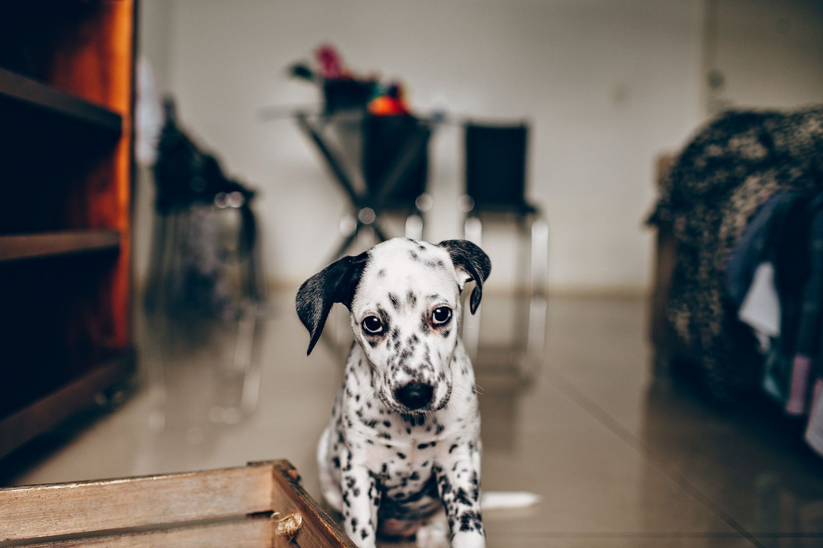 A happy puppy sitting on the floor at home with a toy