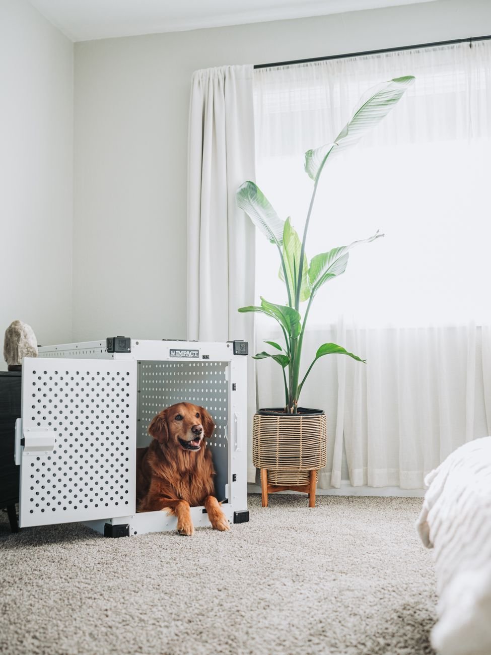 A puppy resting inside an open crate