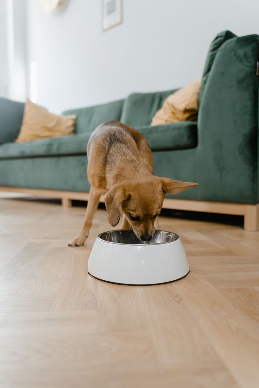 A puppy eating from a stainless steel bowl