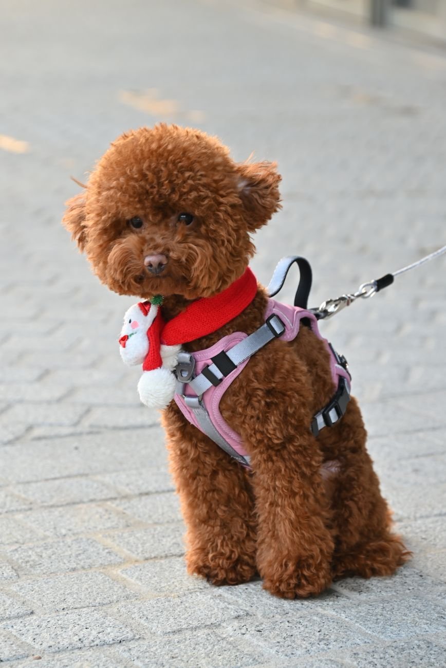 A puppy on a leash walking outside