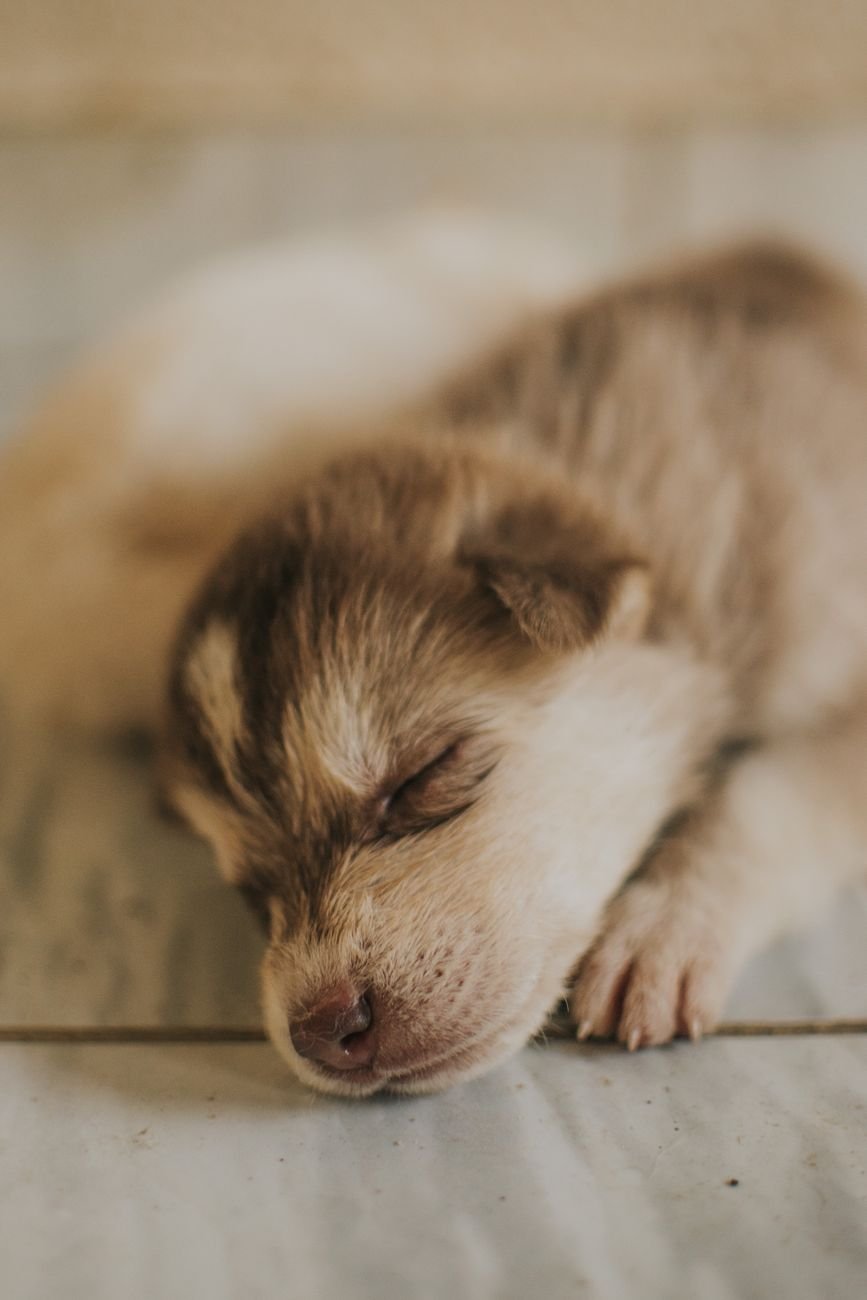 A sleepy puppy curled up on a blanket