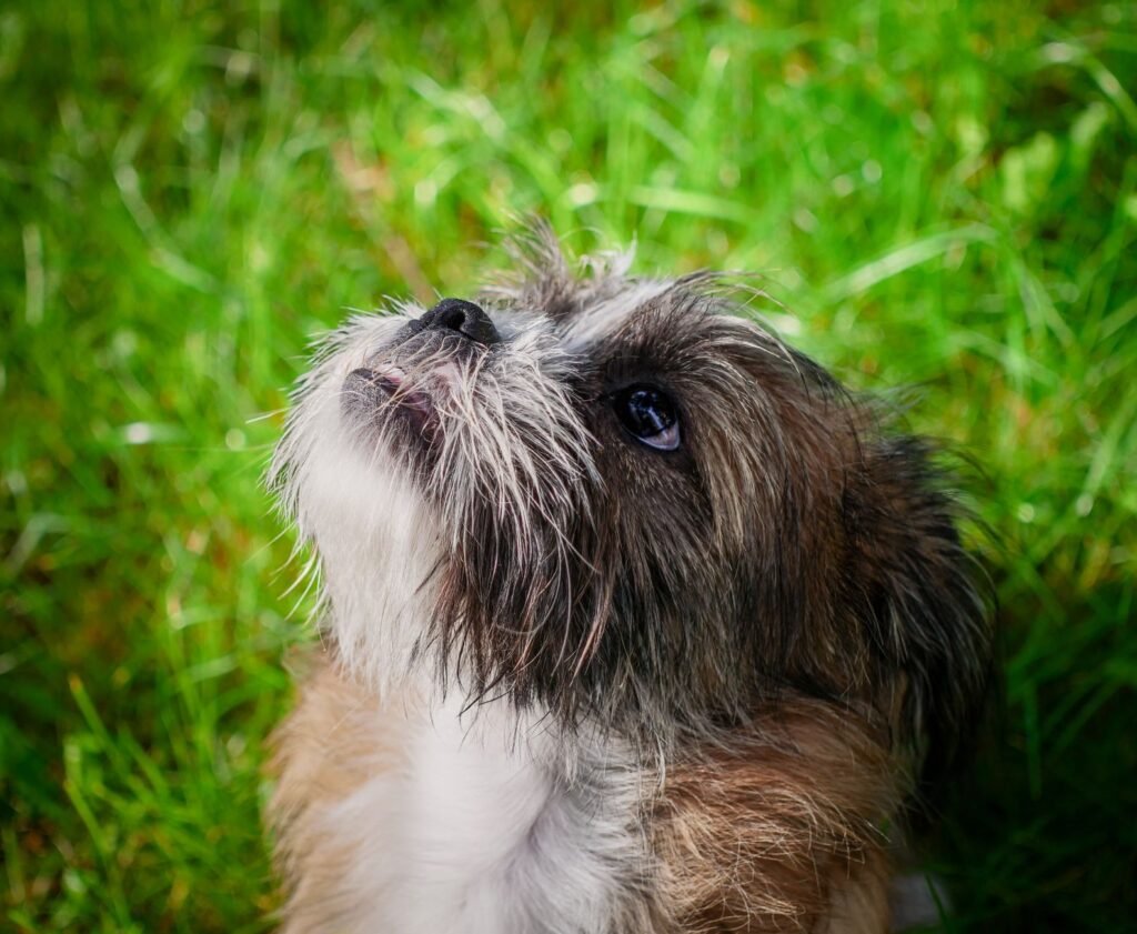 Puppy Names: How to Pick a Name Your Puppy Will Learn Fast