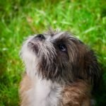 Puppy Names: How to Pick a Name Your Puppy Will Learn Fast