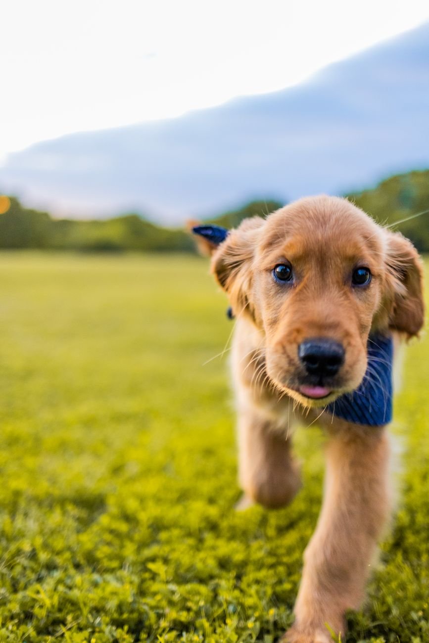 A puppy running toward its owner