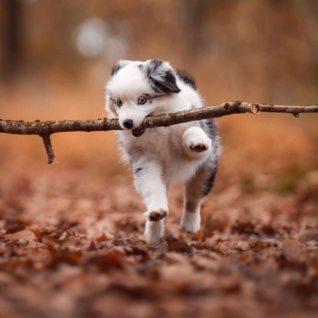 A person giving a puppy a small treat
