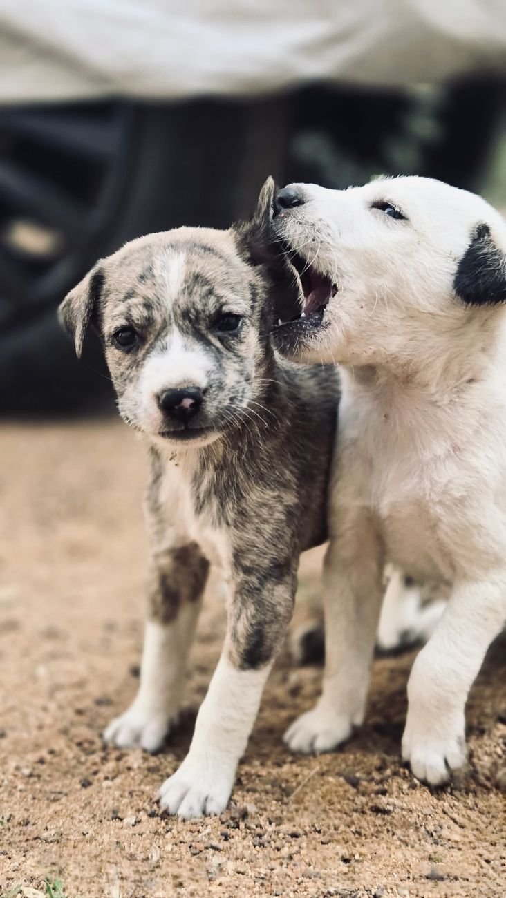 Two puppies playing together