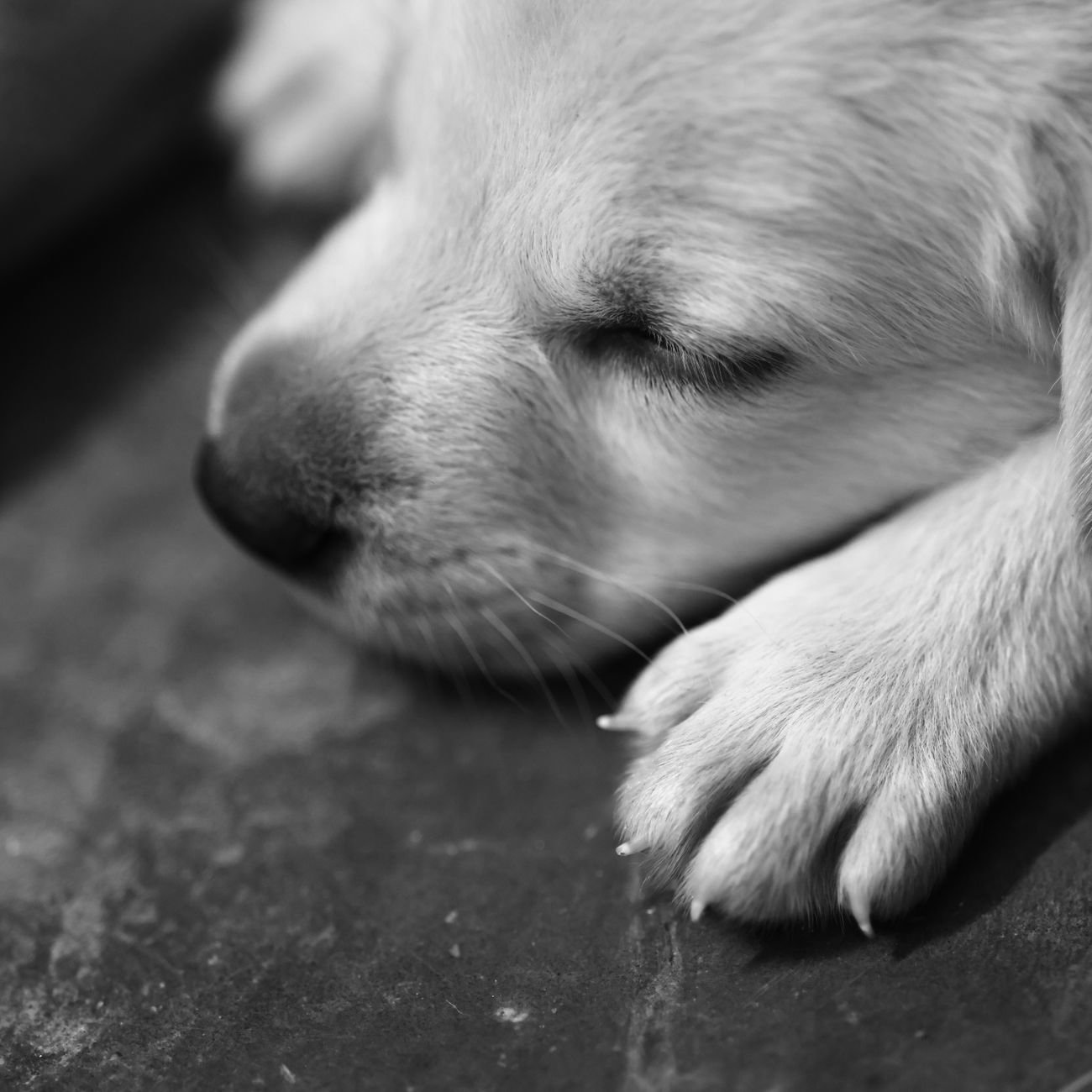 A puppy sleeping on a soft blanket