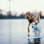 Pupsicles: 10 Frozen Dog Treat Recipes