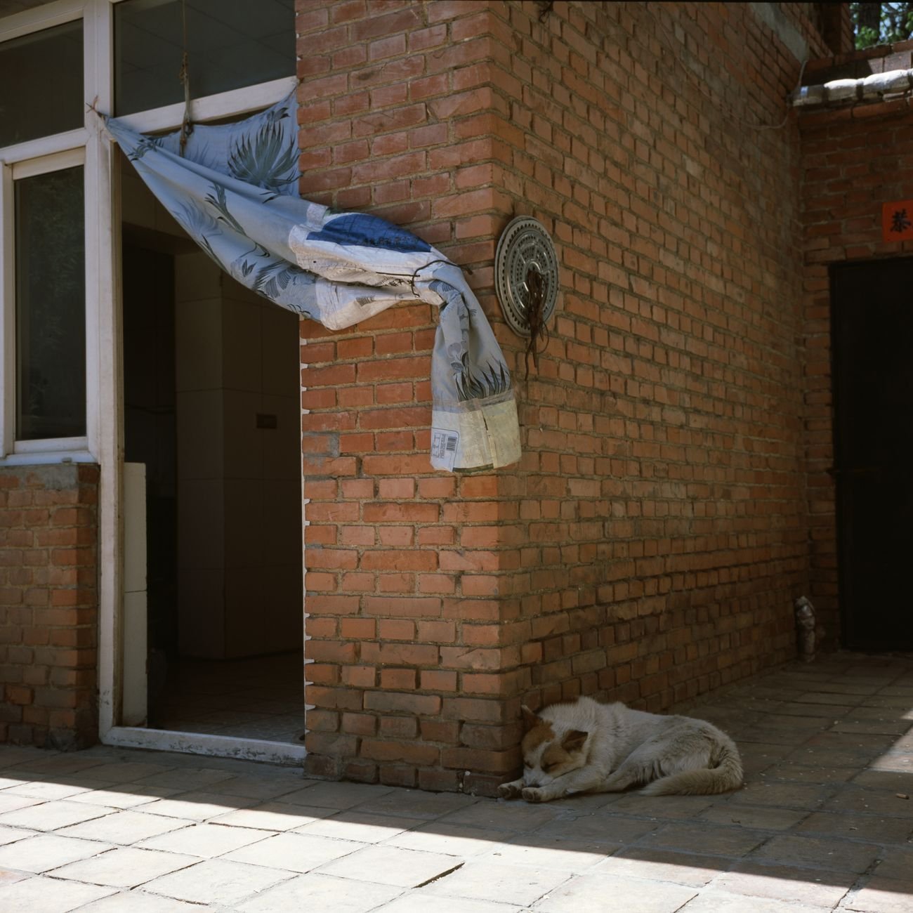 A dog lying in the shade on a hot day