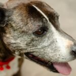 Senior Dog Care Tips for the Golden Years
