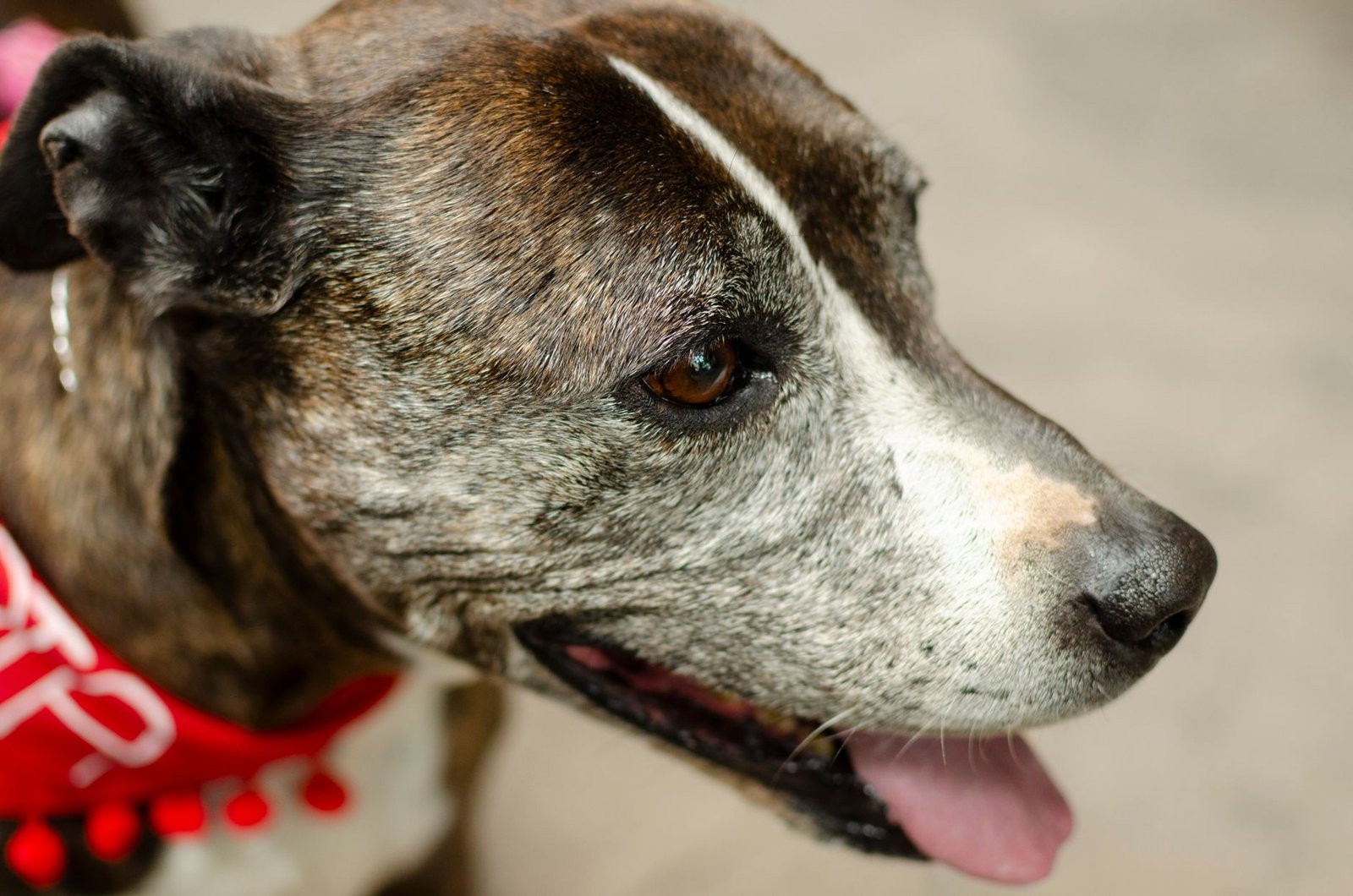 An older dog with a gray muzzle resting peacefully at home