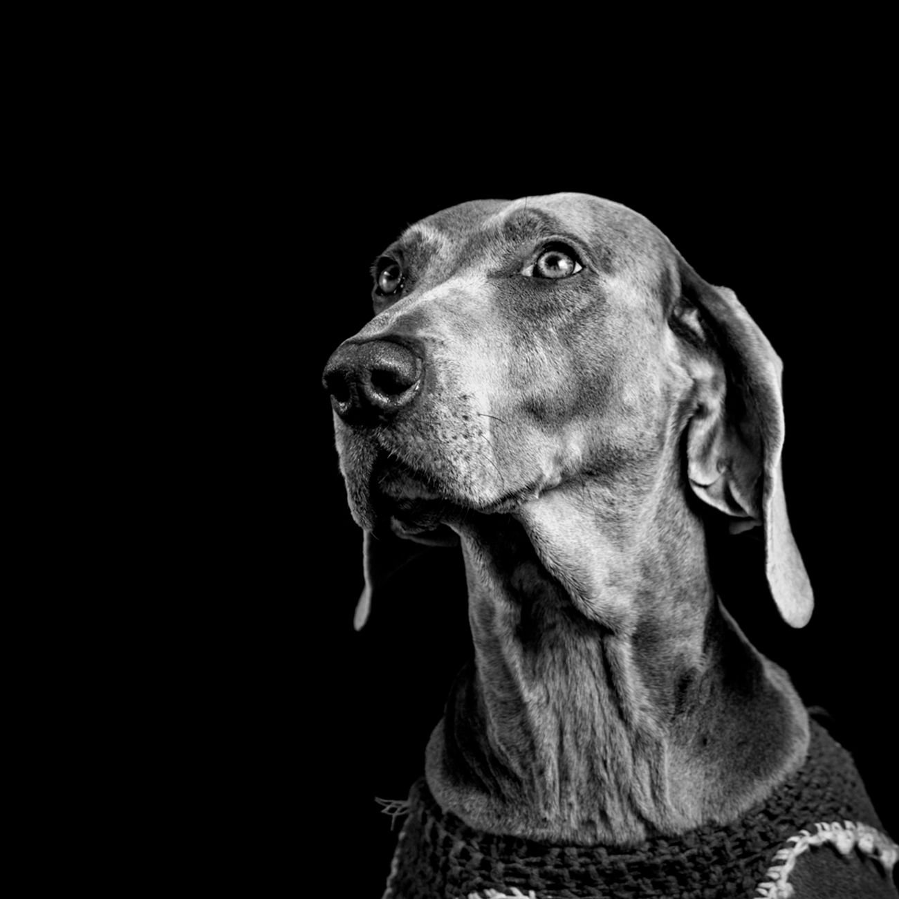 An older dog with a white face looking up at the camera
