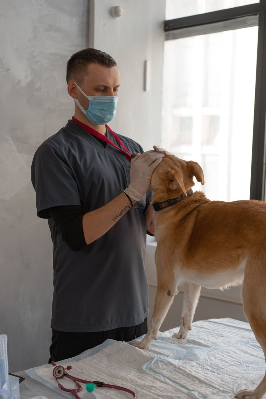 A veterinarian gently examining an older dog