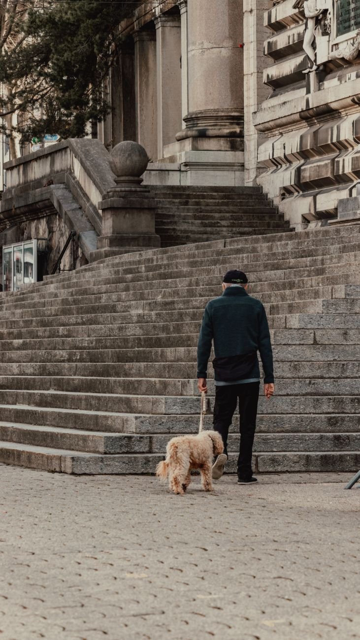 An older dog walking slowly on a leash in a park