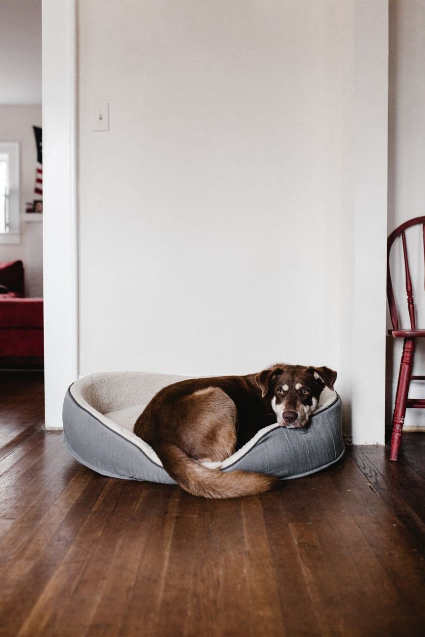 An older dog sleeping on a thick soft bed