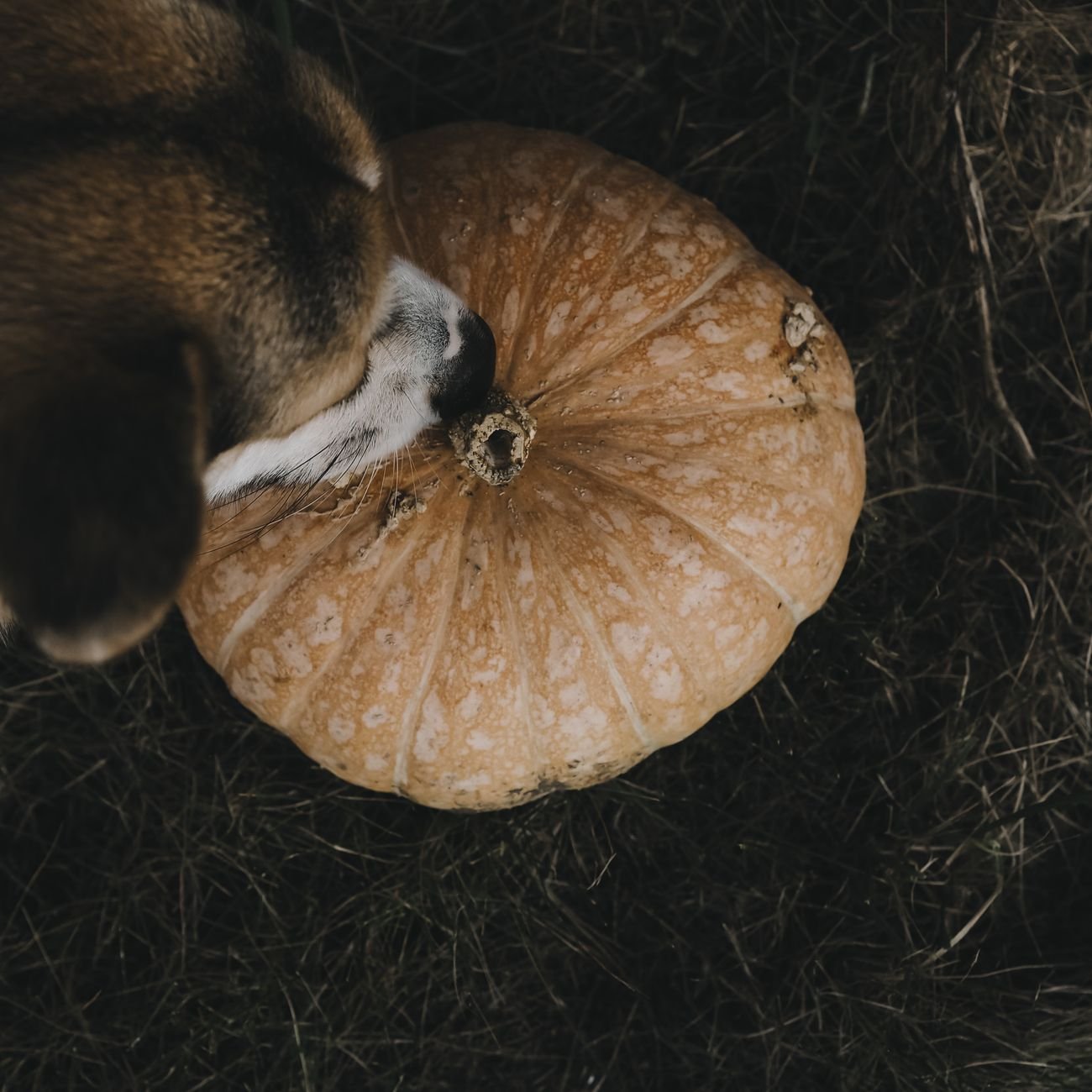 A dog sniffing a puzzle toy for treats