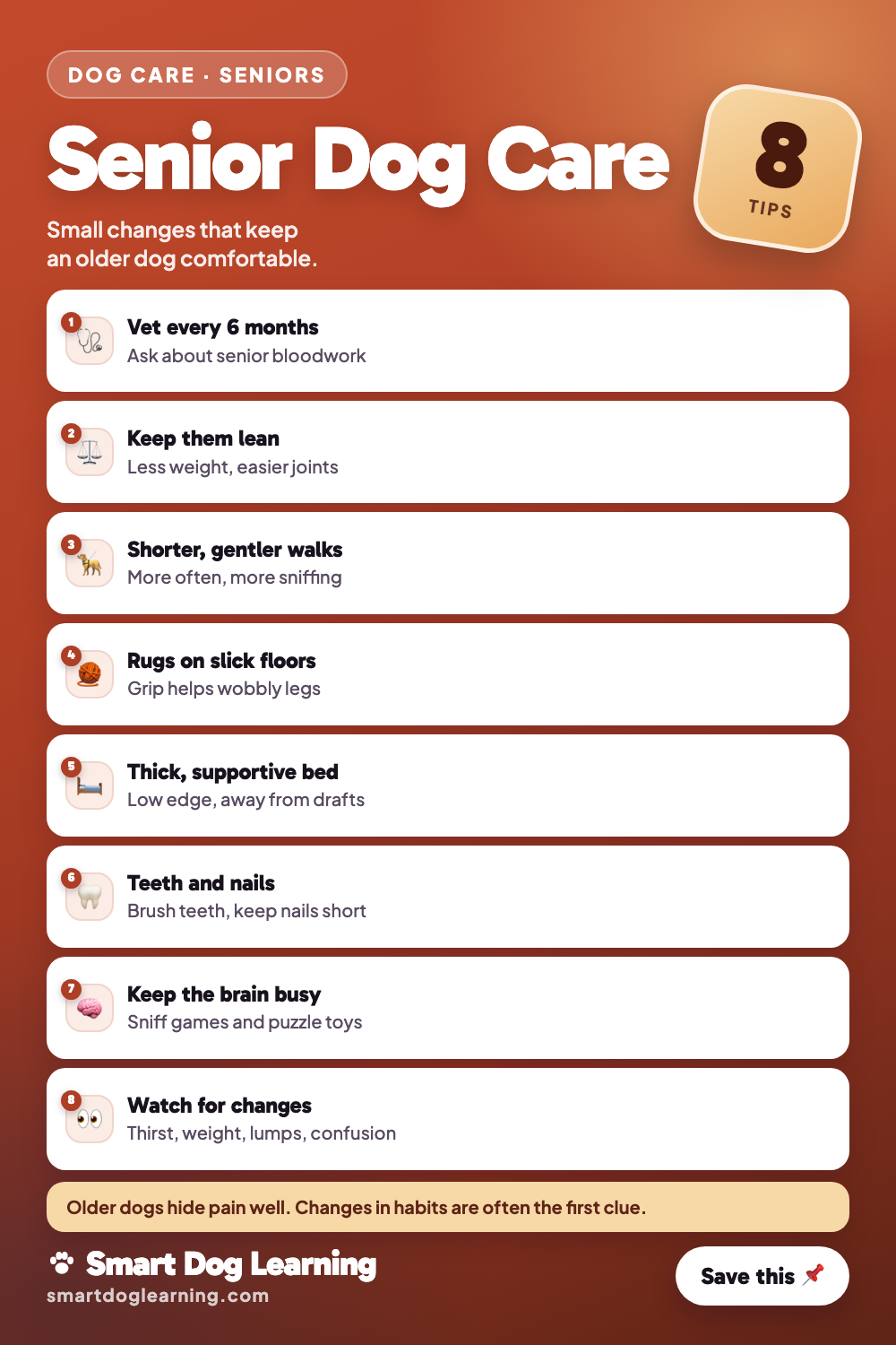 Senior Dog Care Tips for the Golden Years