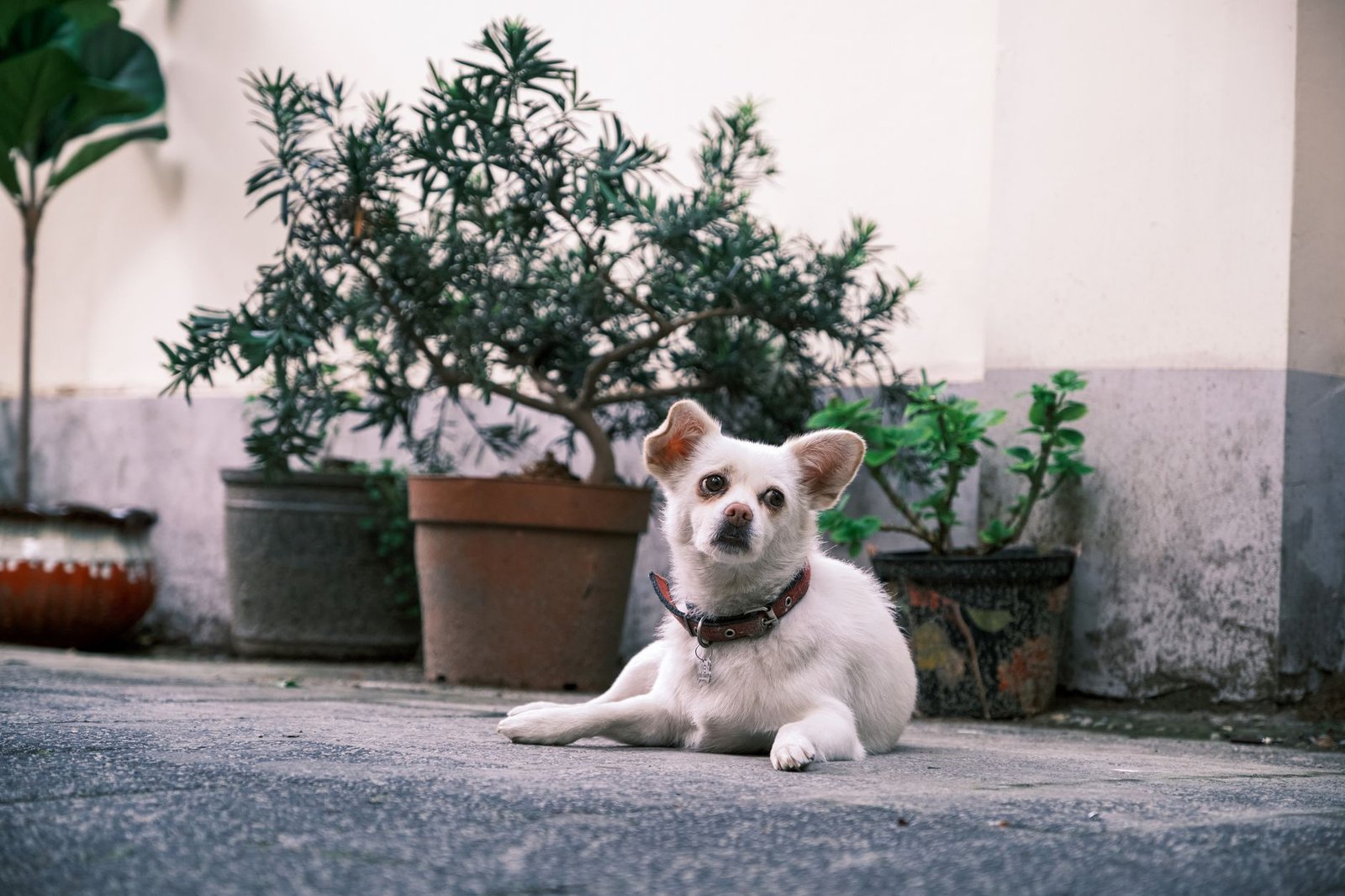 A small dog relaxing on a sofa in a bright city apartment
