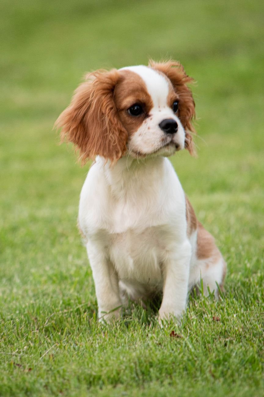 A Cavalier King Charles Spaniel sitting on a rug