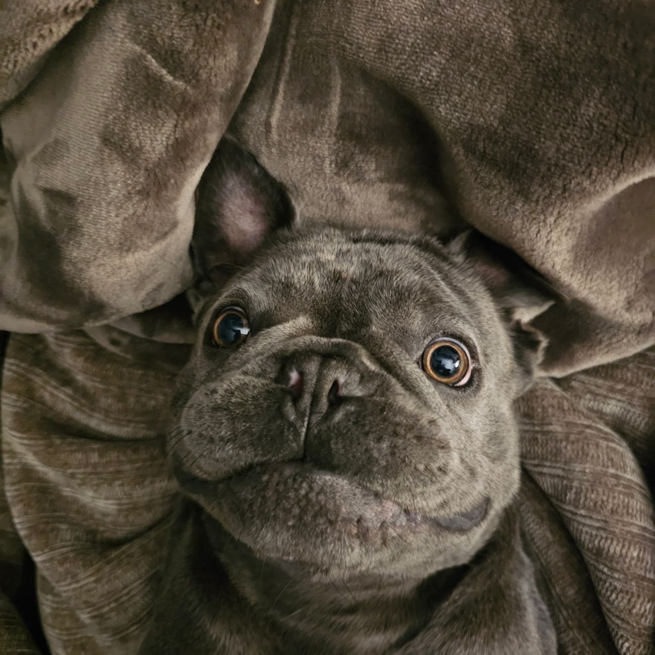A French Bulldog resting at home