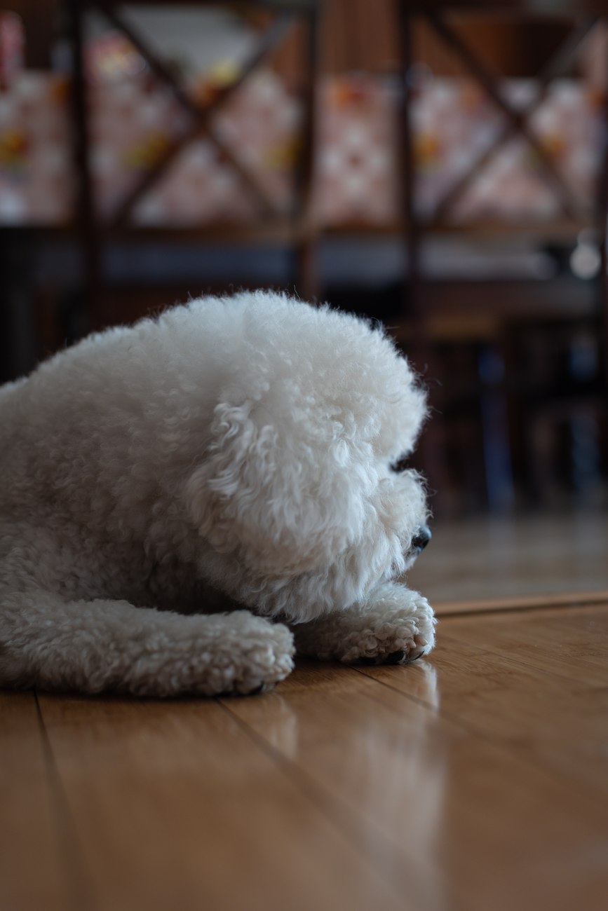 A fluffy white Bichon Frise or Maltese dog