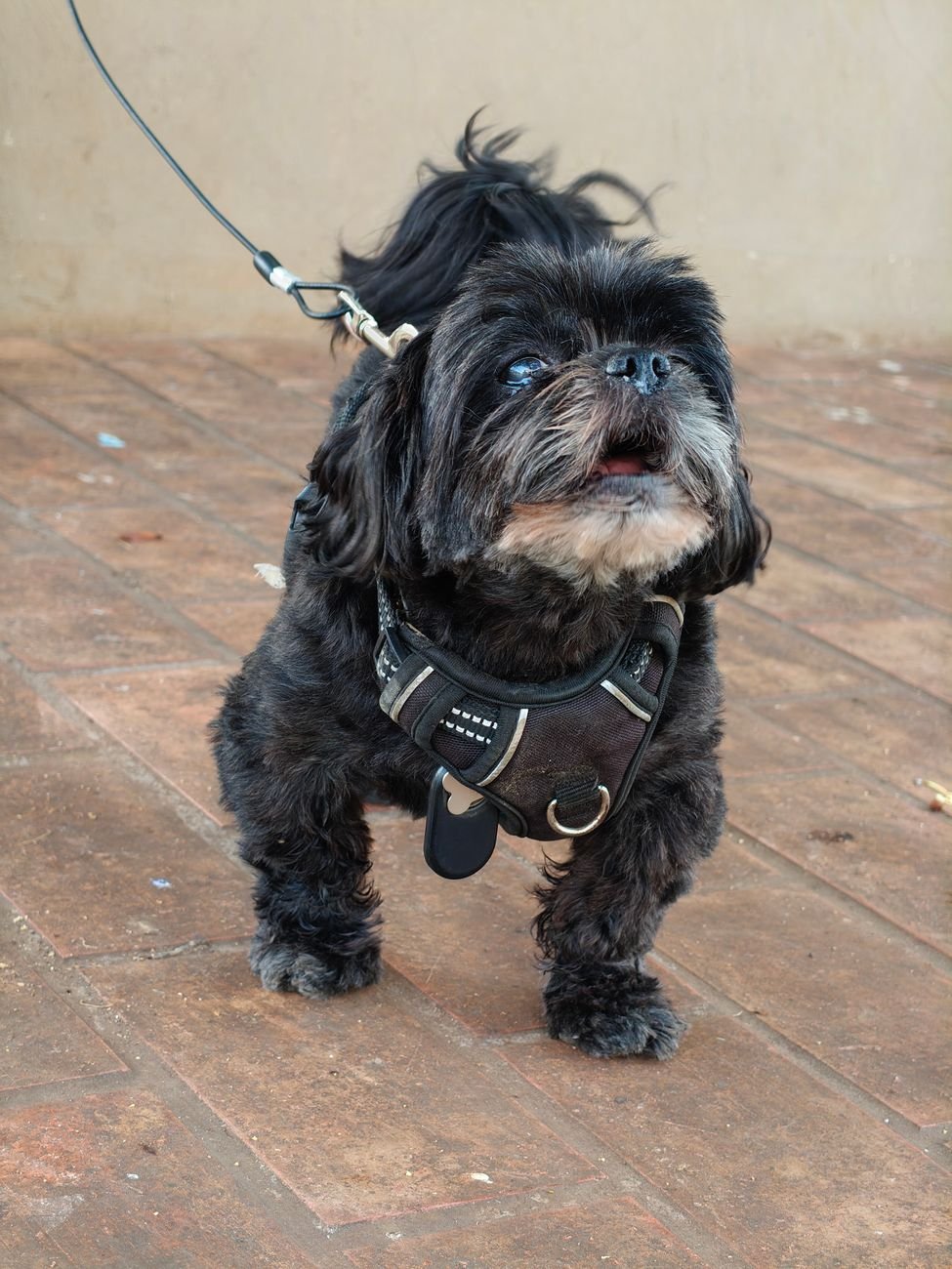 A Shih Tzu with a groomed coat
