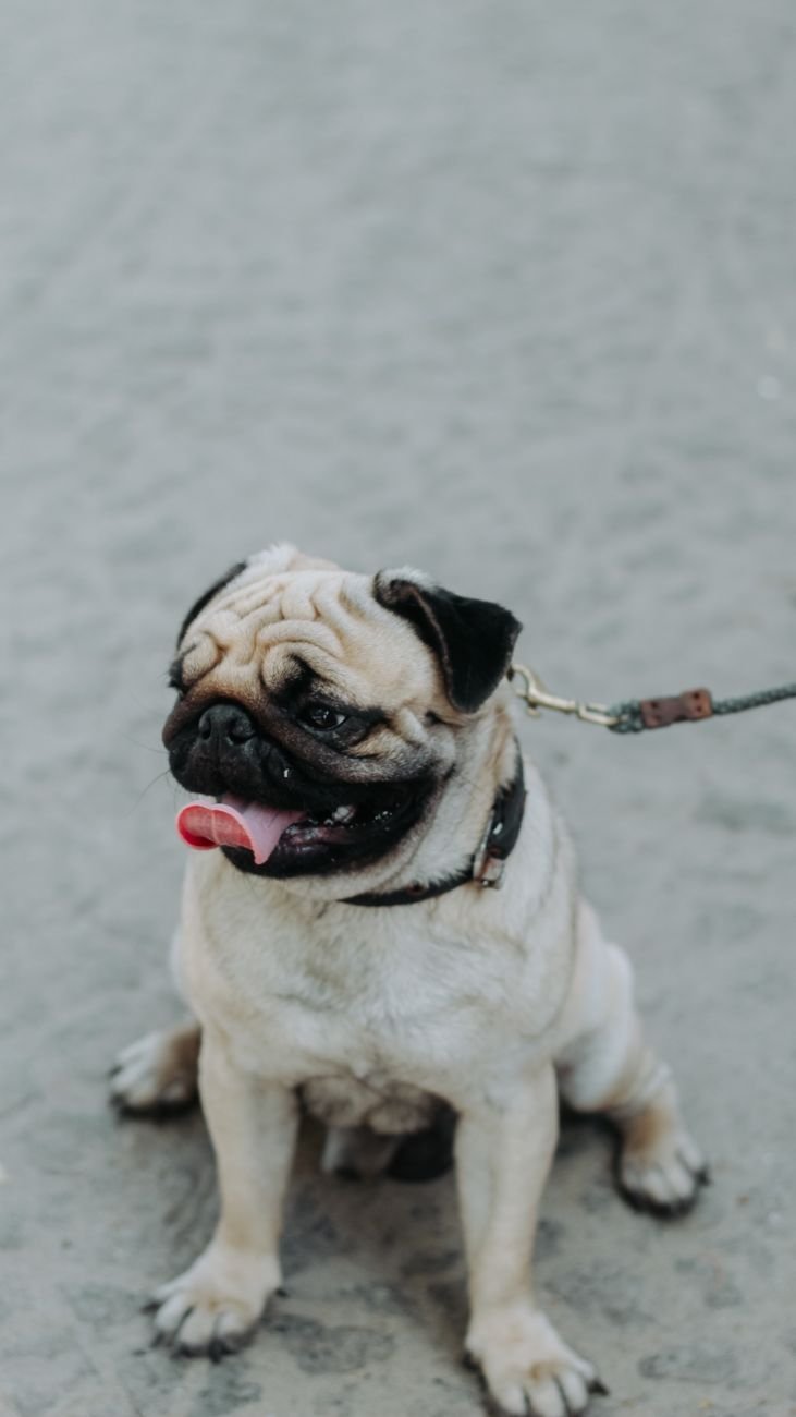 A Pug looking up at the camera