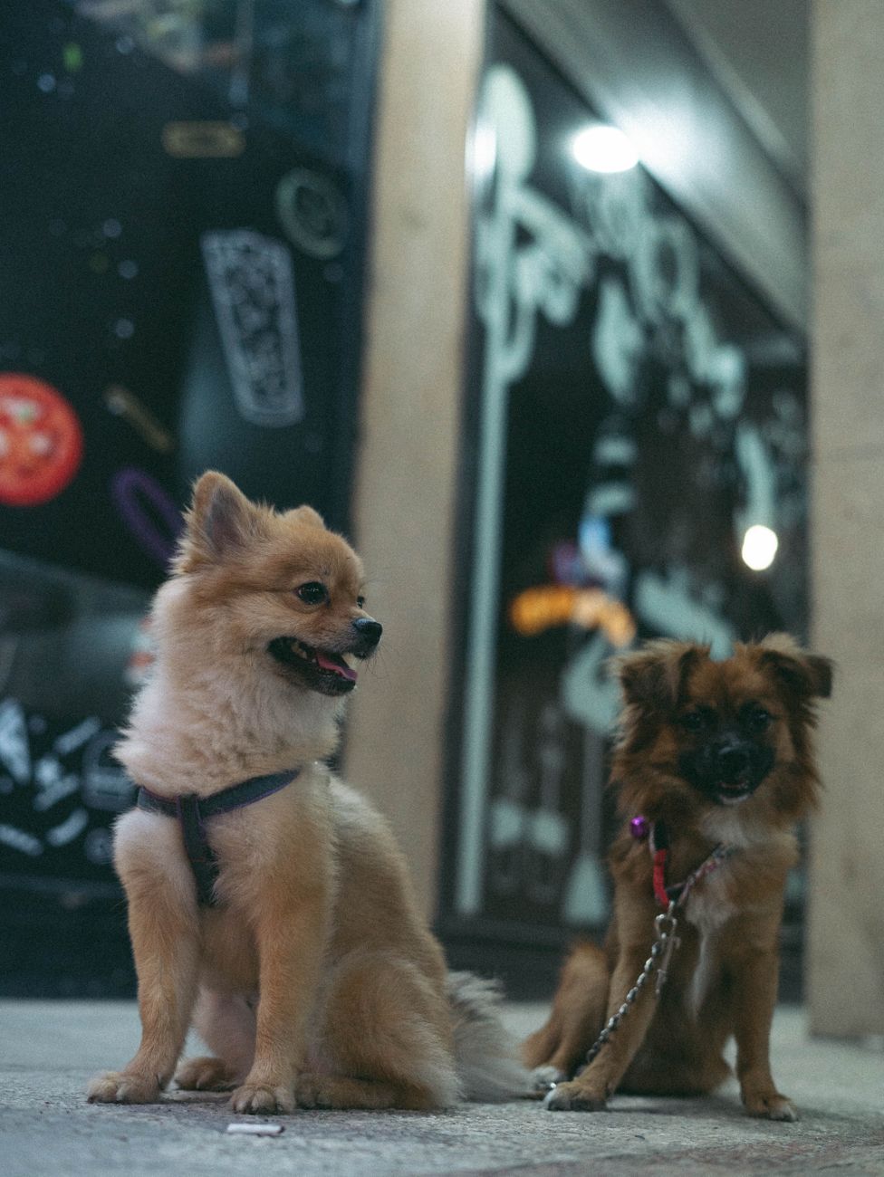 A small dog on a leash walking on a city sidewalk