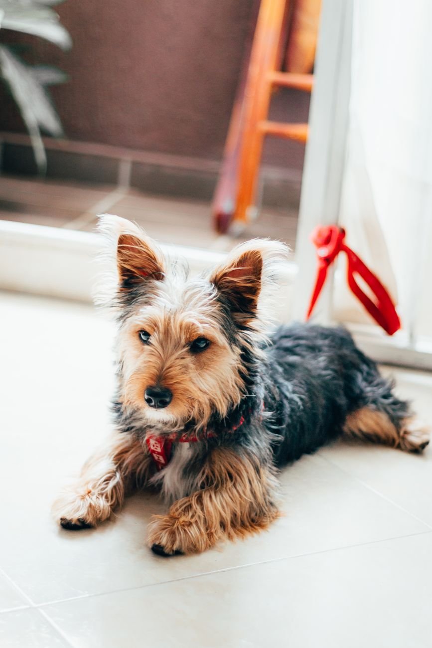 A small dog lying on the floor of an apartment