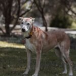 Soft Dog Treats for Senior Dogs (5 Homemade Recipes)