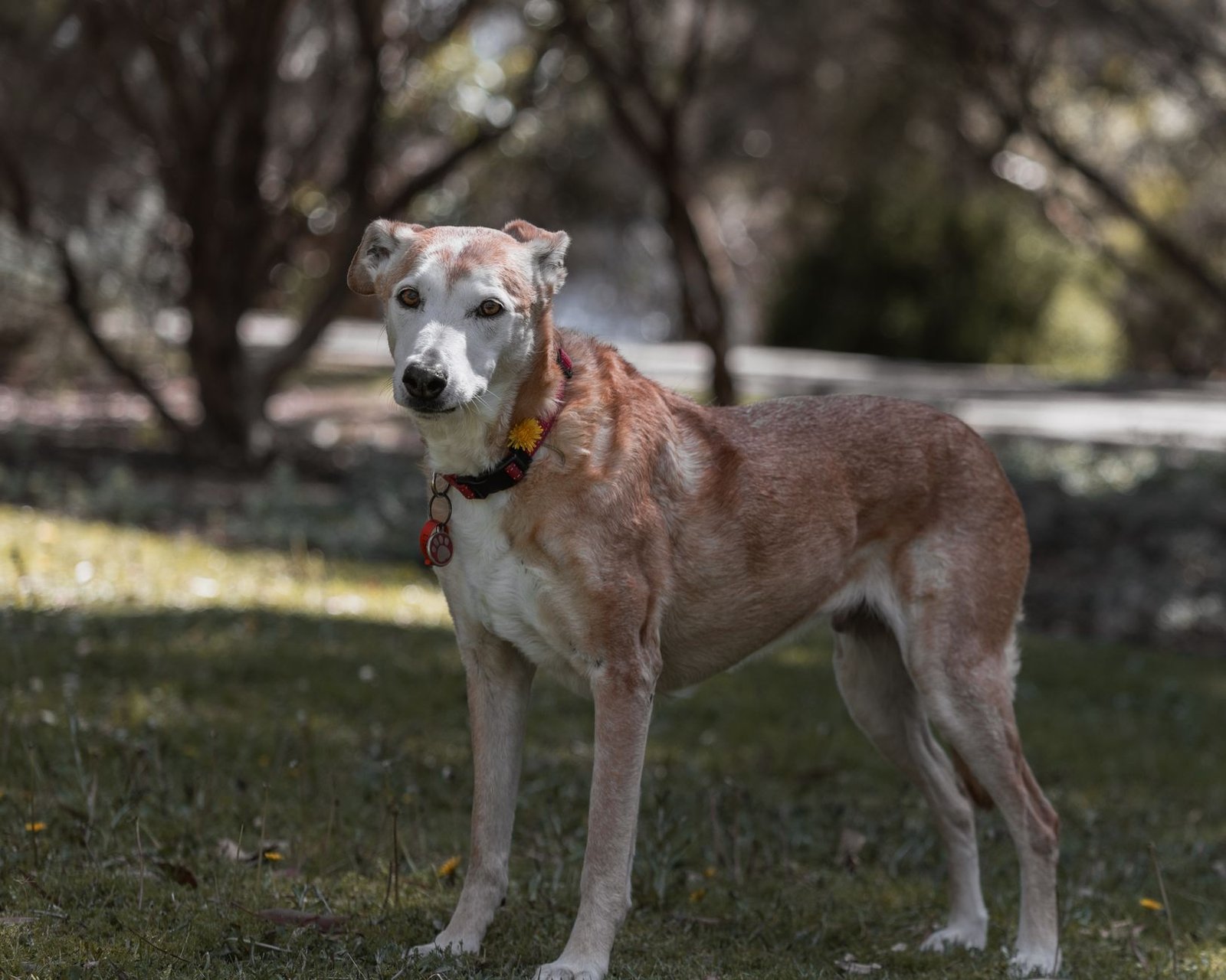 A gray-muzzled senior dog looking up at a plate of homemade treats