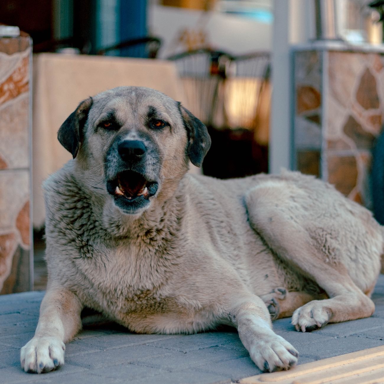 An older dog resting its head on a blanket