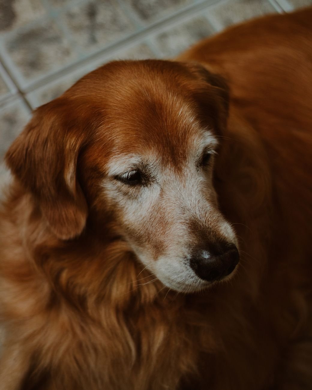 A senior golden retriever resting at home