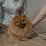 Tick Removal on Dogs: Step by Step