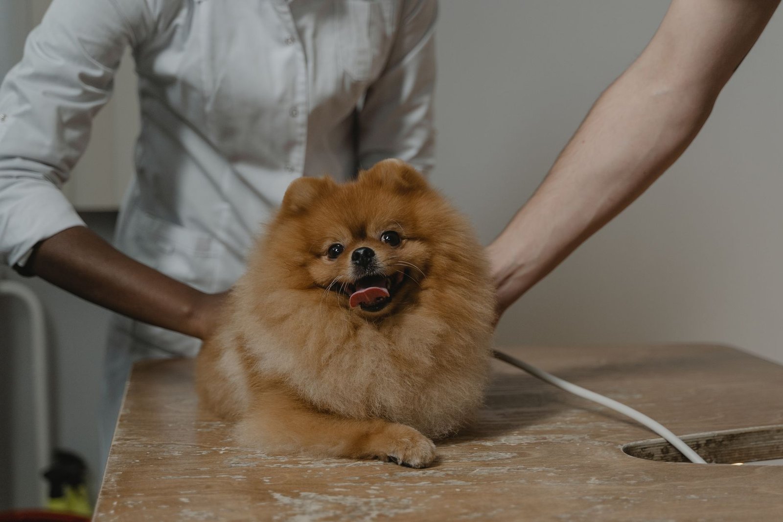 A person checking a dog's fur closely for ticks outdoors