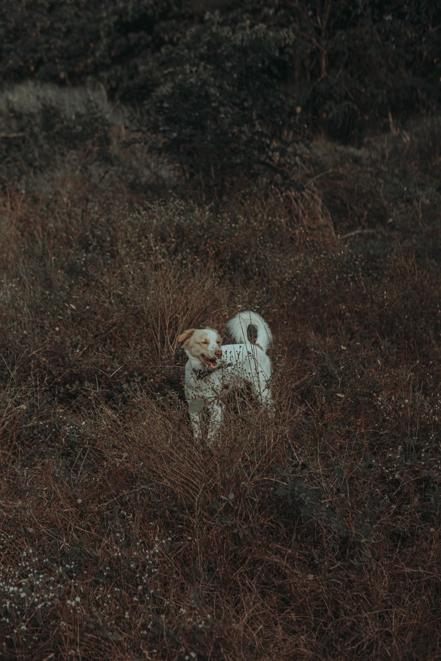 A dog running through tall grass in summer