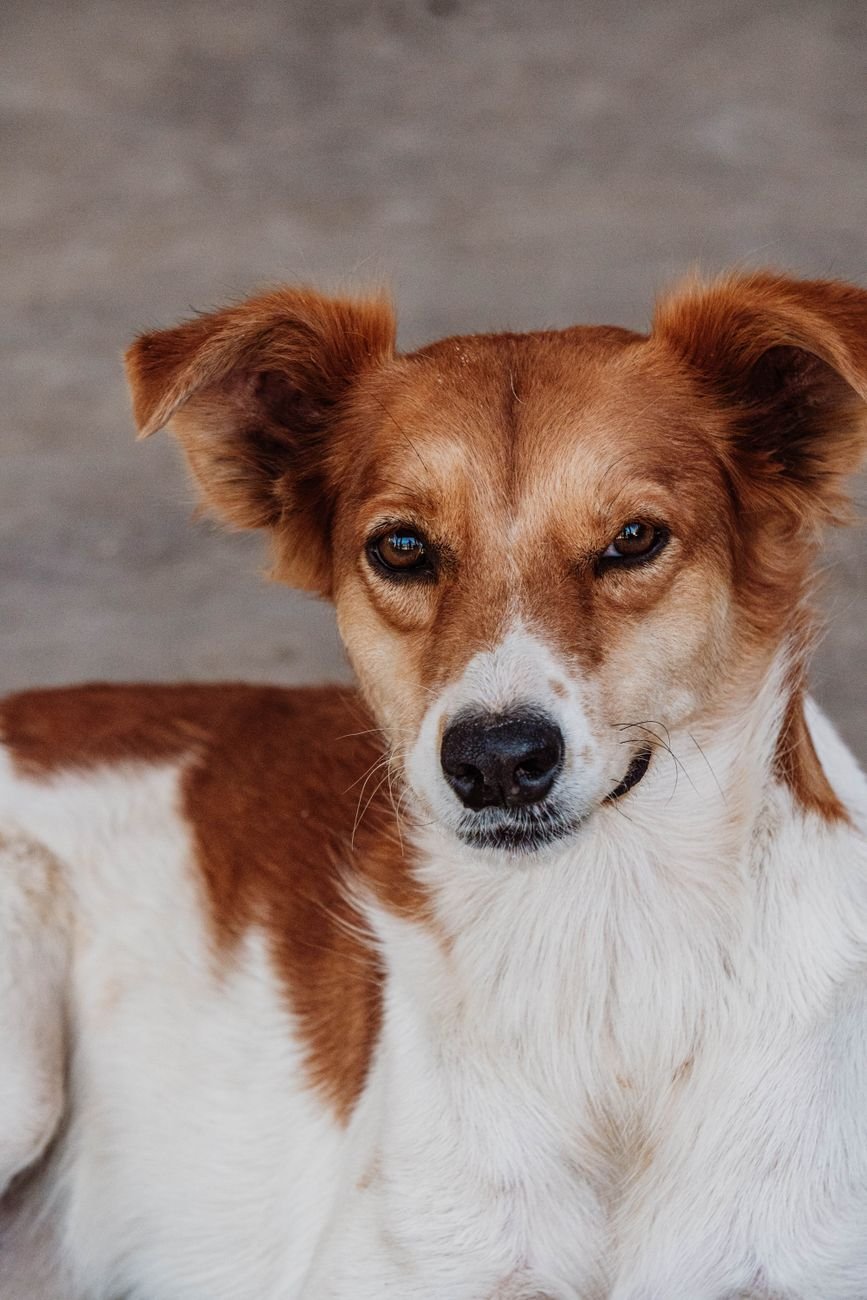 Close-up of a dog's ear being checked by its owner